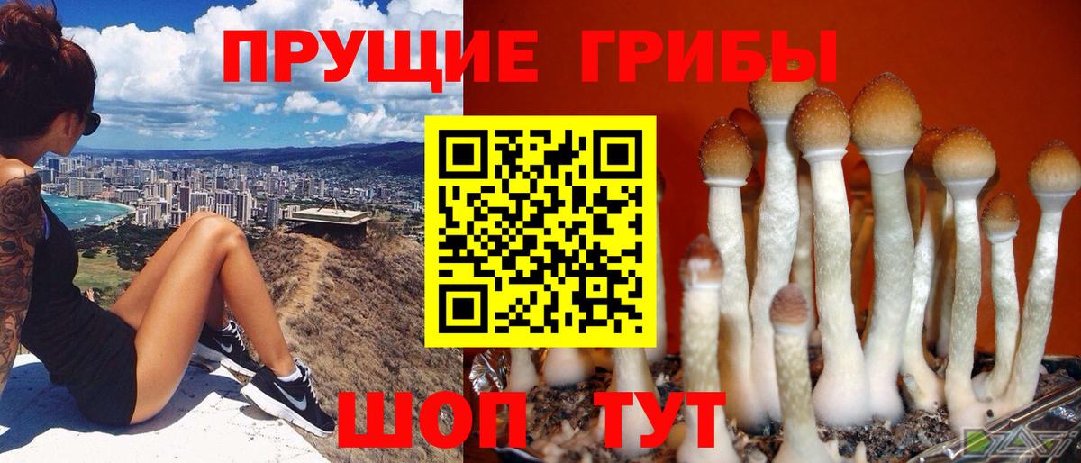 Псилоцибиновые грибы Cubensis  Вход с VPN  Кохма  Галлюциногенные грибы Psilocybe 